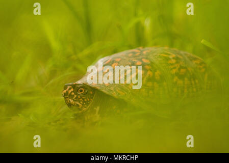 Eine gemeinsame Box turtle (Terrapene Carolina) fotografiert auf einem niedrigen Winkel im langen Gras. Noch üblich, diese Art ist Bevölkerung sinkt. Stockfoto