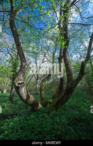 Reifen pollarded Esche - Fraxinus excelsior, im Frühling, Stoke Holz, Oxfordshire. Stockfoto