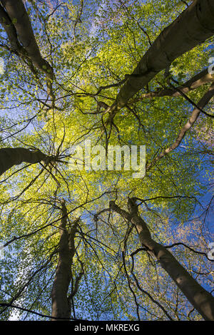 Reifen Feder Buche Fagus sylvatica, Stoke Holz, Oxfordshire. Stockfoto