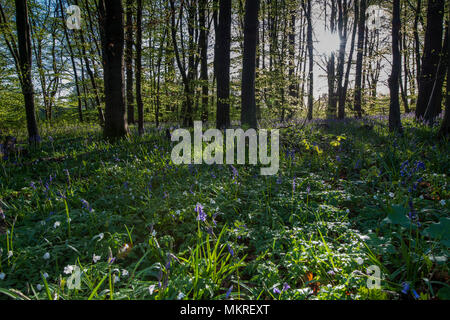 Bluebell Waldland - Hyacinthoides non-scripta, Stoke Woods, Bicester, Oxfordshire durch die Woodland Trust Stockfoto