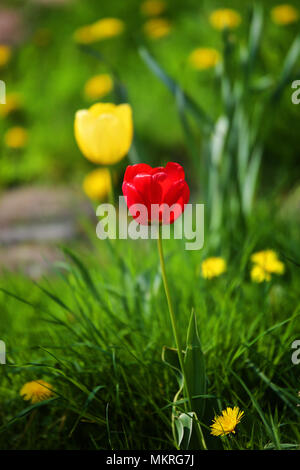 Englisch Bäume und Blumen im Frühling Stockfoto