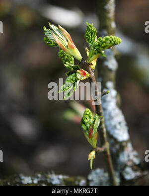 Englisch Bäume und Blumen im Frühling Stockfoto