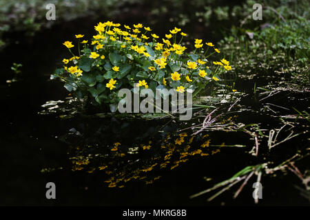 Englisch Bäume und Blumen im Frühling Stockfoto