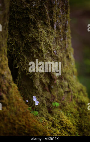 Englisch Bäume und Blumen im Frühling Stockfoto
