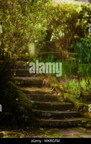 Englisch Bäume und Blumen im Frühling Stockfoto