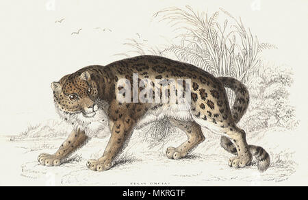 Wilde Katze die Unze, Felis Uncia Stockfoto