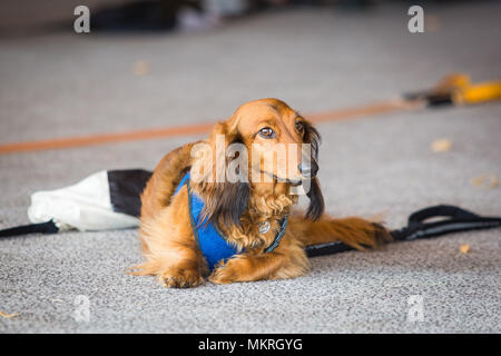 Niedlichen Dackel braun Hund auf dem Boden am Tag Stockfoto