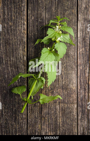 Weiße tote Nessel auf alten Holztisch. Stockfoto