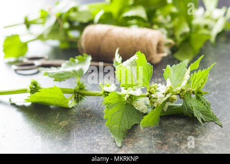 Weiße tote Nessel auf alten Tisch. Stockfoto