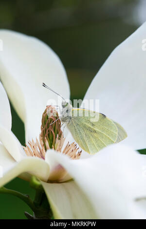 Pieris brassicae. Große Weiße. Kohlweißling ruht auf Magnolia 'Banana Split' Blüte im Frühjahr. Großbritannien Stockfoto