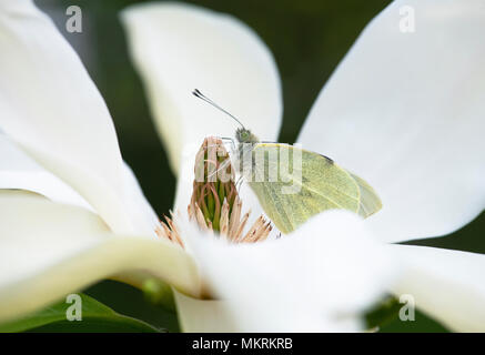 Pieris brassicae. Große Weiße. Kohlweißling ruht auf Magnolia 'Banana Split' Blüte im Frühjahr. Großbritannien Stockfoto