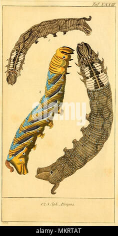 Jahrgang kunst Diagramm der verschiedenen Arten von Caterpillar Stockfoto