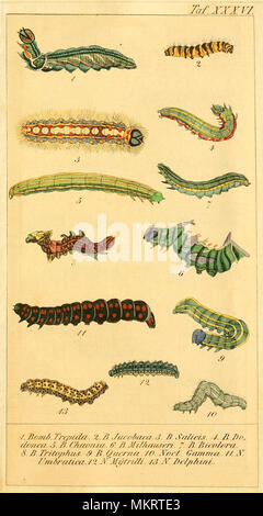 Jahrgang kunst Diagramm der verschiedenen Arten von Caterpillar Stockfoto