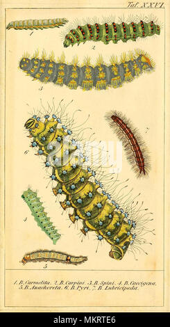 Jahrgang kunst Diagramm der verschiedenen Arten von Caterpillar Stockfoto