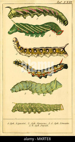 Jahrgang kunst Diagramm der verschiedenen Arten von Caterpillar Stockfoto