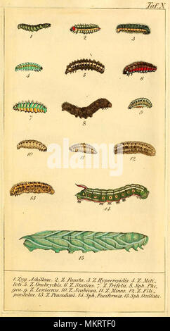 Jahrgang kunst Diagramm der verschiedenen Arten von Caterpillar Stockfoto