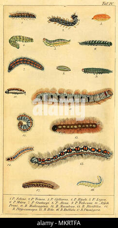 Jahrgang kunst Diagramm der verschiedenen Arten von Caterpillar Stockfoto