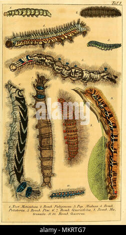 Jahrgang kunst Diagramm der verschiedenen Arten von Caterpillar Stockfoto