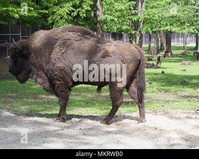 Konzentrieren Sie sich auf eine starke europäische Bisons sieht allein steht auf sandigen Boden im Gehäuse bei der Stadt Pszczyna in Polen im Jahr 2018, warmen, sonnigen Frühlingstag im Mai. Stockfoto