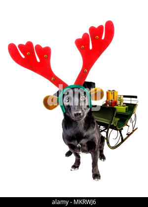 Cute schwarz Kleiner Hund tragen Xmas oder Weihnachten Rentier Bügel ziehen Schlitten mit Geschenken isoliert auf weißem Stockfoto