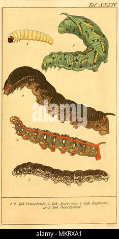 Jahrgang kunst Diagramm der verschiedenen Arten von Caterpillar Stockfoto