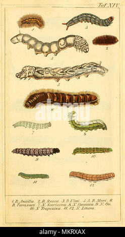 Vintgae Kunst der verschiedenen Arten von Caterpillar in deutscher Sprache Referenz Stockfoto