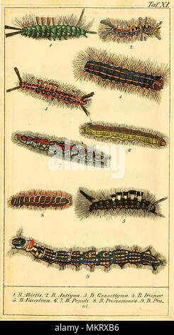 Vintgae Kunst der verschiedenen Arten von Caterpillar in deutscher Sprache Referenz Stockfoto