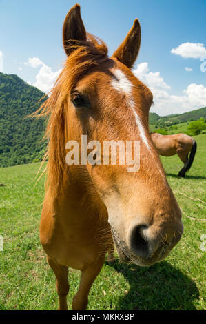 Pferd nahe an einem sonnigen Tag Stockfoto