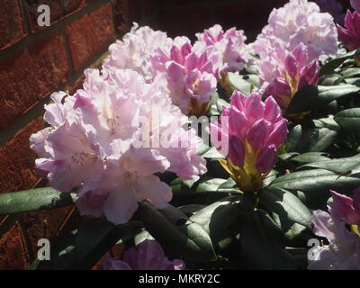 Rosa Rhododendron Blüte voll in der Frühlingssonne geöffnet Stockfoto