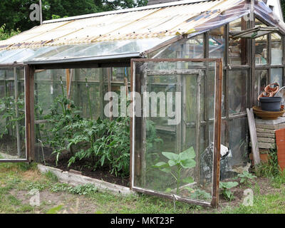 Alte hölzerne Gewächshaus mit Tomaten Pflanzen Stockfoto