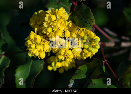 Die gelben Blüten einer Oregon-Traube (Mahonia aquifolium) Stockfoto