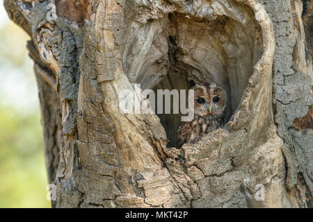 Waldkauz; Strix aluco, ruht in einem alten hoolow Baum, Feder in Oxfordshire Stockfoto