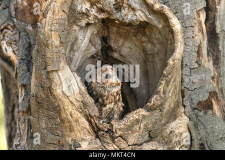 Waldkauz; Strix aluco, ruht in einem alten hoolow Baum, Feder in Oxfordshire Stockfoto