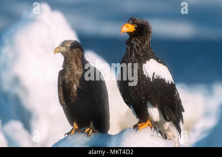 Steller's Sea Eagle und White-Tailed Eagle, Insel Hokkaido, Japan Stockfoto