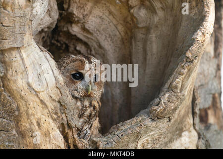 Waldkauz; Strix aluco, ruht in einem alten hoolow Baum, Feder in Oxfordshire Stockfoto