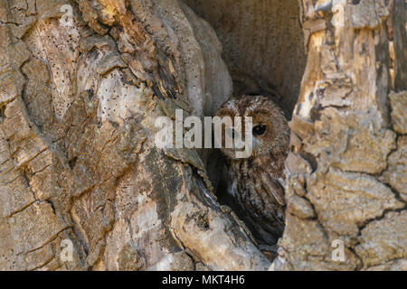Waldkauz; Strix aluco, ruht in einem alten hoolow Baum, Feder in Oxfordshire Stockfoto