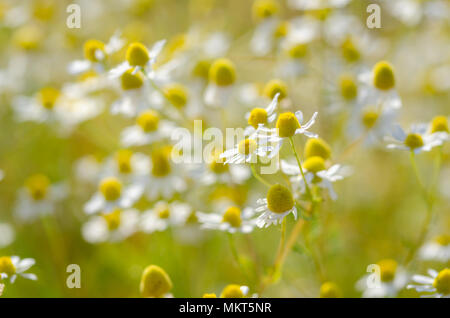 Wilde Kamille Blumen auf einem Feld an einem sonnigen Tag. Flache Tiefenschärfe Stockfoto