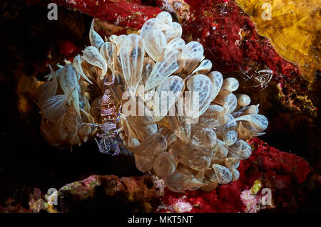 Symbiose zwischen Garnelenhalter (Periclimenes amethysteus) und Trompetenanemon (Aiptasia mutabilis) im Mittelmeer (Balearen, Spanien) Stockfoto