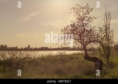 Gebogene alten trockenen Baum am Strand Stockfoto