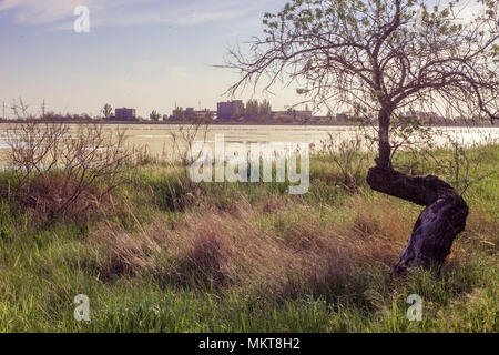 Gebogene alten trockenen Baum am Strand Stockfoto