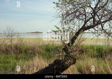 Gebogene alten trockenen Baum am Strand Stockfoto