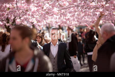 STOCKHOLM, Schweden - 30 April 2012: Der Frühling hat nach Stockholm kommen und Leute genießen unter den blühenden Japanischen Kirschbäume im Park" Kungs Stockfoto