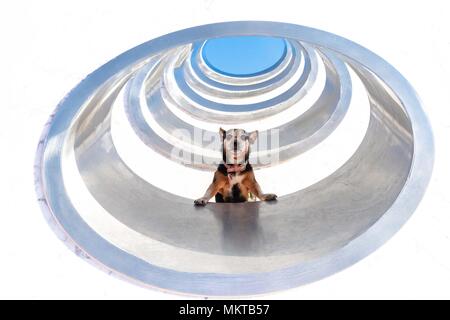 Abstrakte Foto von kleinen Hund in einem Tunnel von Kreisen Stockfoto