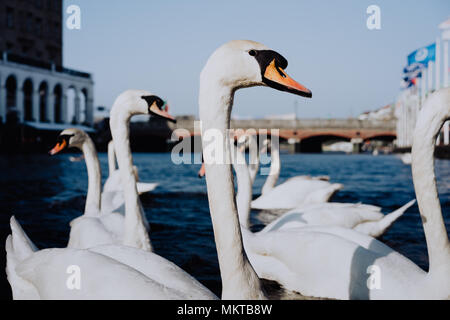 Weiße Schwäne schwimmen auf der Alster Canal in der Nähe der City Hall in Hamburg Stockfoto