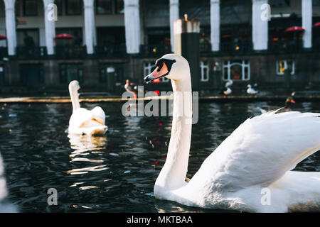 Schöne weiße Schwäne schwimmen auf der Alster Canal in der Nähe der City Hall in Hamburg Stockfoto