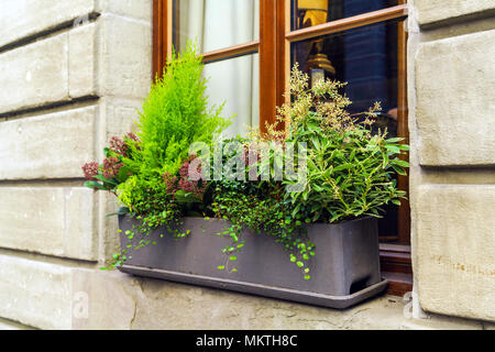 Die Dekoration der Fenster mit verschiedenen dekorativen grünen Pflanzen, Genf, Schweiz Stockfoto