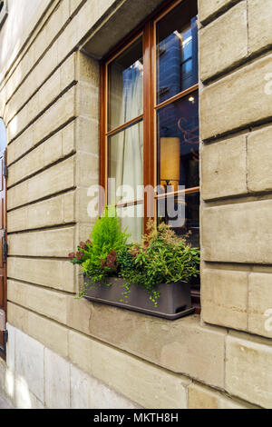 Die Dekoration der Fenster mit verschiedenen dekorativen grünen Pflanzen, Genf, Schweiz Stockfoto