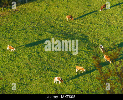 Schweizer Kühe grasen auf der grünen Wiese Luftaufnahme, Bulle, Schweiz Stockfoto