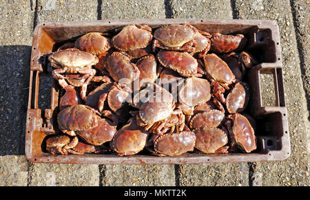 Eine Box mit live Cromer Krabben nach Auslagerung aus einem küstenfischerei Boot an der Promenade von Cromer, Norfolk, England, Vereinigtes Königreich, Europa. Stockfoto