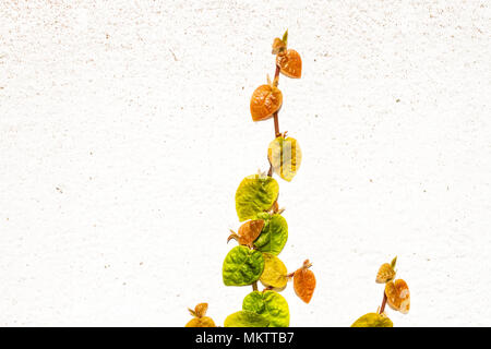 Schleichende Abb. Rebe (ficus pumila). Florianopolis, Santa Catarina, Brasilien. Stockfoto